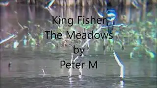 KingFisher 1