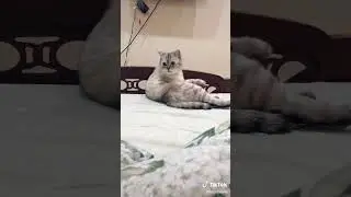 свои правила