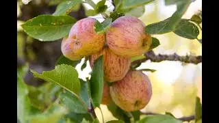 The Gentleman's Orchard at Filoli