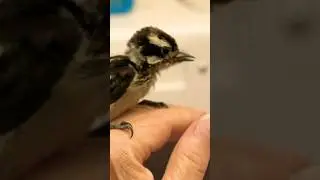 Baby Downy Woodpecker? 🐣 