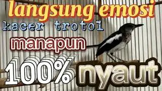 kacer trotol gacor //dongkrak emosi kacer trotol manapun// 100% nyautt