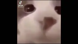 кот целует камеру