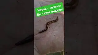 Червь - мутант! Вы такое видели? #shorts #fishing #fishmir #червьмутант #рыбалка #случайнарыбалке