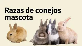 Rabbit Breeds for Pets | Which One Is Right for You?