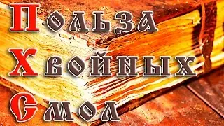 Польза хвойных смол
