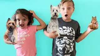 BABYSITTING PET NIGHTMARE!