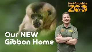 NEW GIBBON HABITAT UPDATE! 🐒
