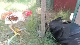 Ducks it up Having sex with a chicken