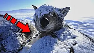 An abandoned dog slept under the snow. Nobody wanted to help her...