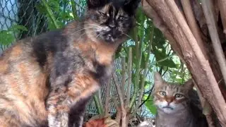 [野良猫]サビ猫を撮影してたら仲良しなキジトラ猫が遊びに来るの可愛すぎる！[straycat]It's cute that a good friend cat comes to play!