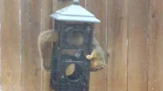 Squirrel Feeding