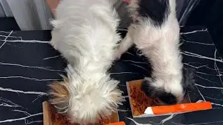 THIS IS DELICIOUS DADDY 😂