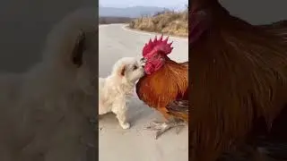 Funny and cute puppy . A  beautiful moment 