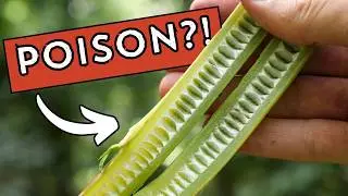 Foraging America's juiciest wild vegetable