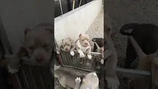 beautiful puppies american bully fir sale for a very good price. dont miss this ofert Abkc