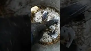 Простая сенорезка