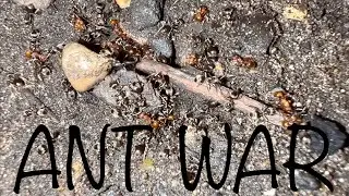 Ant war outside my garden door 😱