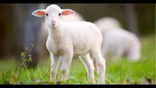 CS2 - Mary had a little lamb