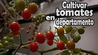 Cómo sembrar tomates en departamento o casas (proceso completo)