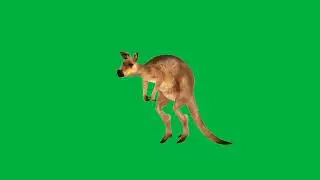 Green Screen Animation || Green Screen Kangaroo  || Chroma Key || No Copyright