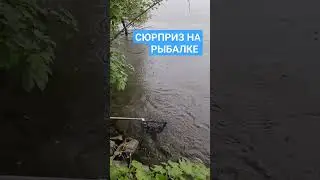 #fishing #youtubeshorts #youtuber #рыбалка #рекомендации #рек #спиннинг