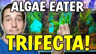 Adding The Algae Eating TRIFECTA! Best Algae Eaters For Your Aquarium