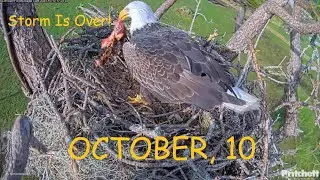 SWFL Eagles- GOOD NEWS! Hurricane Milton Aftermath: Nest Tree And Nest Intact! M15 Brings A Gift🦅❤️