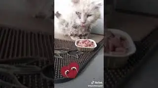 Gatinho abandonado
