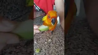 Sunconure comiendo su green apple