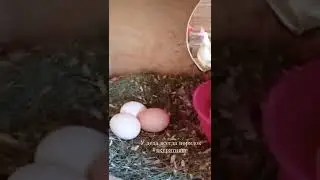 В курятнике собираю яйцо...🥚🥚🥚 