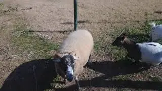 Masia Can Mestres, huertos y animales de granja en la ciudad de Barcelona