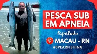 Pesca da Barracuda (só as GIGANTES) | Pesca Submarina #fishinglife #fishingvideo #spearfishing