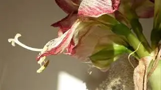 't is genoeg zo (CD 49 nr. 1)