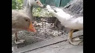 Великое переселение/ соединение гусака с гусятами/ переселение цыплят