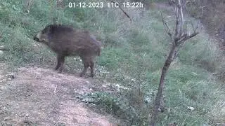 Jabalí. Jabato. Wild boar. Fototrampeo.