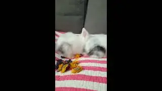 Miot L - Teddy Bunny