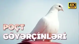 Poçt Göyərçinləri I 4K