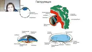 Слесарева Е.В. Гистология, эмбриология, цитология_8.02.22_Лекция 1