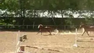 Gordon and Perle running around