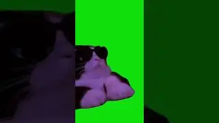 кот танцует футаж