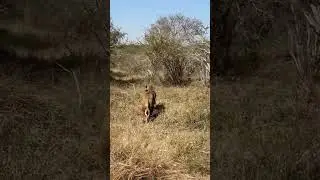 lioness 