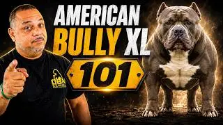 American Bully XL - 101