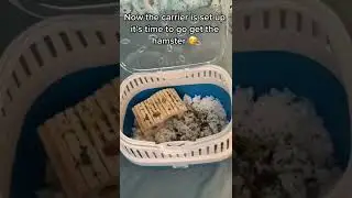 Getting My Hamster Vlog! 