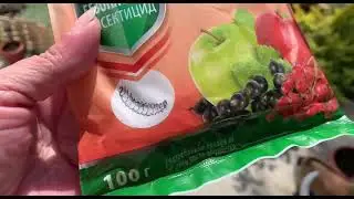 Начинаю борьбу с тлей, надеюсь все получится.