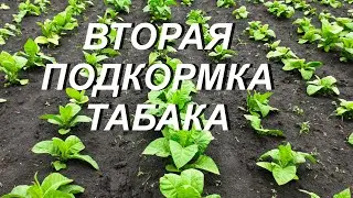ВТОРАЯ ПОДКОРМКА ТАБАКА ( 15.06.22. )