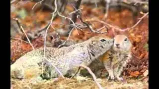 ЛУЧШИЕ ПРИКОЛЫ С КОТАМИ,СОБАКАМИ #111Смешные Животные !s 2014!!mp4