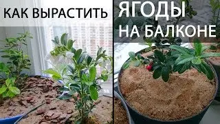 Выращивание лесных ягод на балконе под фитолампами. (Часть 2.2) Брусника, клюква, черника и пр.