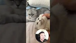 Семейные разборки котов у Мамы Туань Цзы
