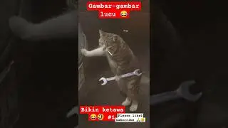 Gambar-gambar lucu bikin ketawa 1 #shorts #short #shortvideo