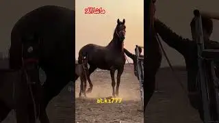 ❤ #love #music #arabic #horse #funnyanimal #equestrian #funnyhorse #funny #humor #топ